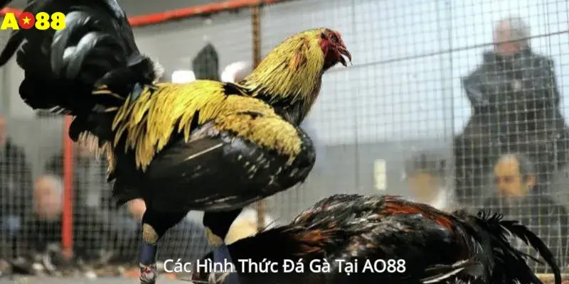 Các Hình Thức Đá Gà Tại AO88 