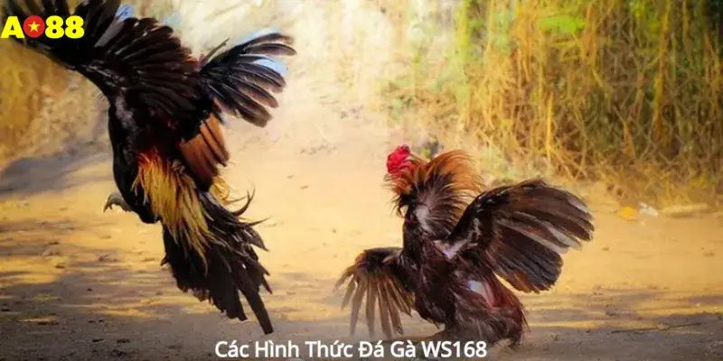 Các Hình Thức Đá Gà WS168 