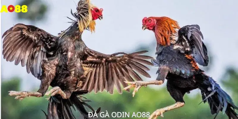 ĐÁ GÀ ODIN AO88