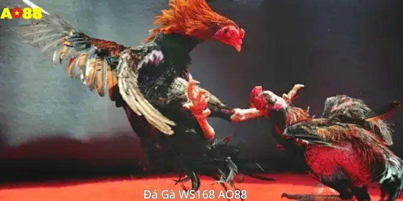Đá Gà WS168 AO88