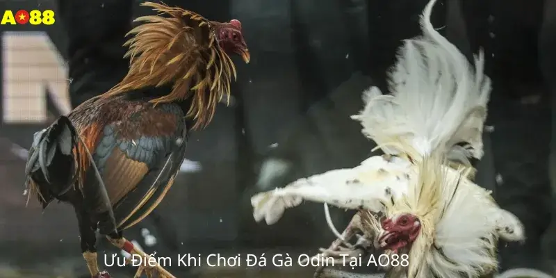 Ưu Điểm Khi Chơi Đá Gà Odin Tại AO88 